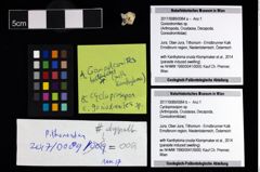 Foto (Objekt + Etikett) von Cycloprosopon sp.  (NHMW-GEO-2017-0089-0064b)